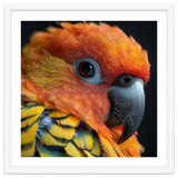 Close Up Of A Sun Conure Parrot's Head thumbnail