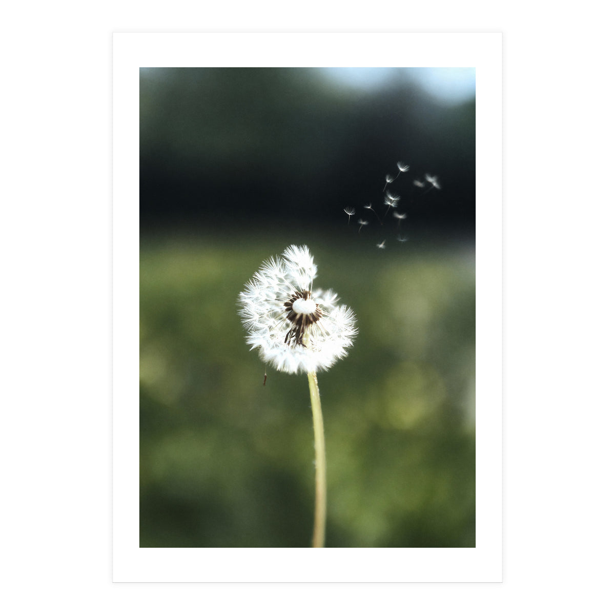 Dandelion Wish Photography (Print Only)