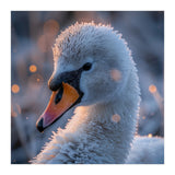 Close Up Frosty Swan Head During Golden Hour (Print Only) thumbnail