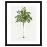 Oswald de Kerchove de Denterghem – Vintage Palm Tree Illustration (1878) thumbnail