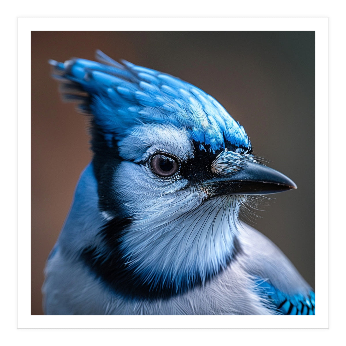 Close Up Portrait Of A Blue Jay Bird (Print Only)