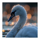 Close-up Shot of a Swan with Water Droplets (Print Only) thumbnail