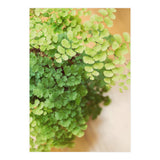 Maidenhair Queen (Print Only) thumbnail