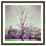 Tree Of Dreams thumbnail