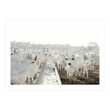 LIVING TOGETHER - WHITE COWS FAMILY (Print Only) thumbnail