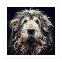 Old Dog 010 (Print Only)