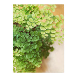 Maidenhair Queen (Print Only) thumbnail