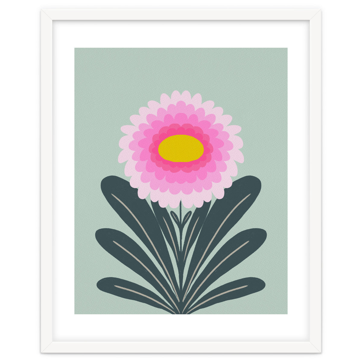 Chrysanthemum - turquoise and pink
