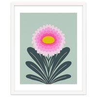 Chrysanthemum - turquoise and pink