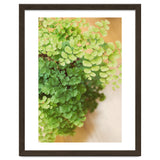 Maidenhair Queen thumbnail