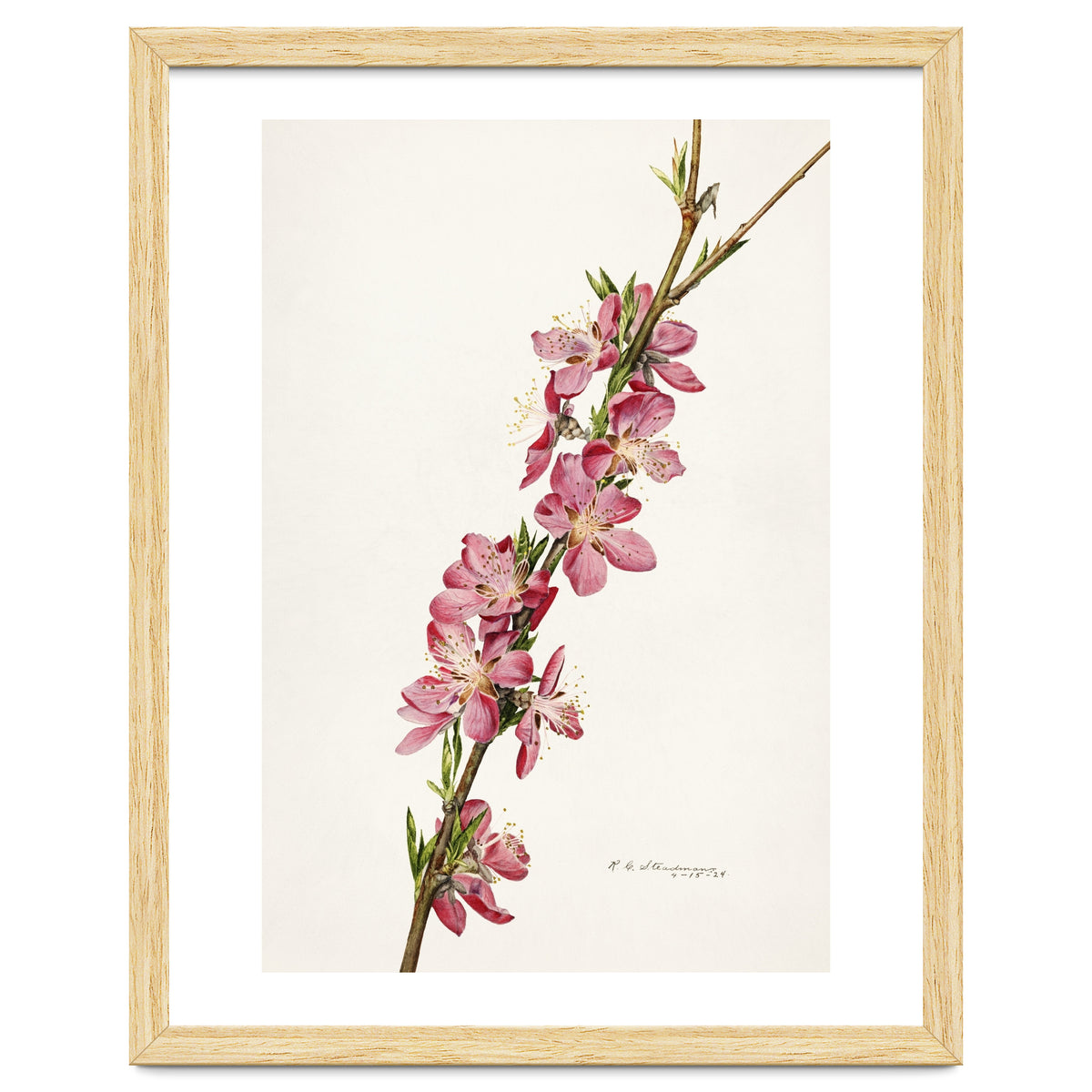 Royal Charles Steadman – Peach (Prunus persica) (1924)