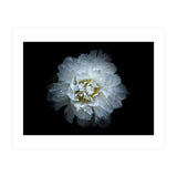 Backyard Flowers No 90 Color Version (Print Only) thumbnail