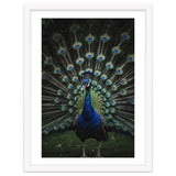 Peacock Portrait Photography thumbnail