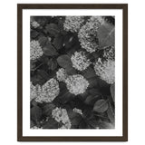 Hydrangeas | Black & White Portrait thumbnail