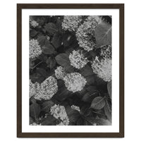 Hydrangeas | Black & White Portrait