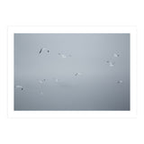 Flying seagulls in the winter sky (Print Only) thumbnail