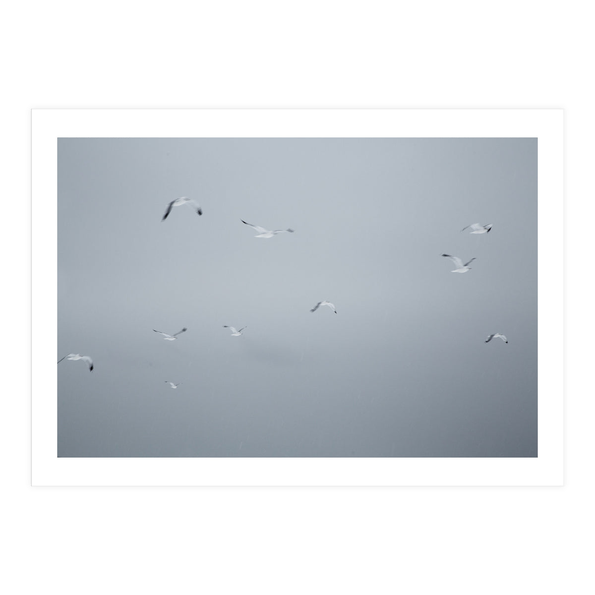 Flying seagulls in the winter sky (Print Only)