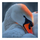 Close Up Of A White Swan With Water Droplets (Print Only) thumbnail