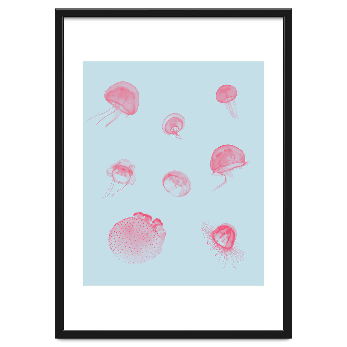 Jellyfish