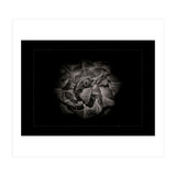 Backyard Flowers In Black And White No 81 with Border (Print Only) thumbnail