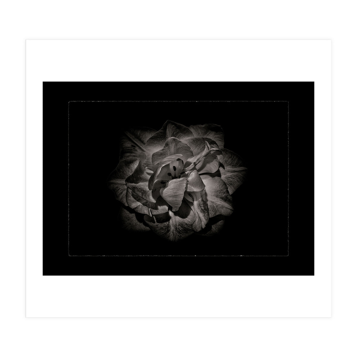 Backyard Flowers In Black And White No 81 with Border (Print Only)