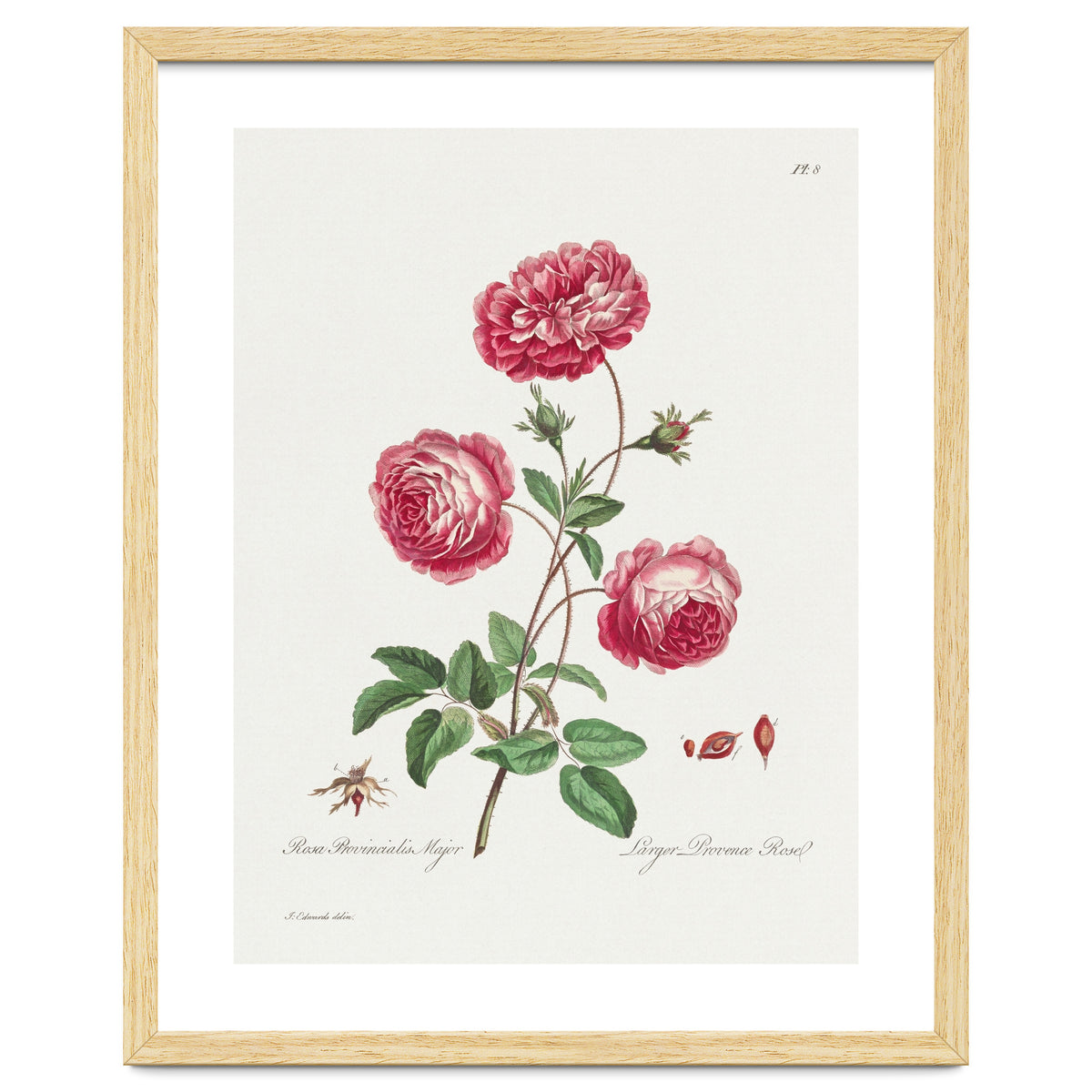 John Edwards – Larger Provence Rose (1770–1775)