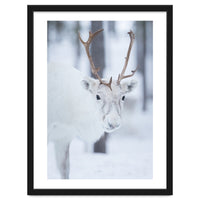 White Reindeer