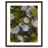 Hydrangeas | Portrait