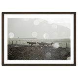 Horses under the sun shower - Iceland thumbnail
