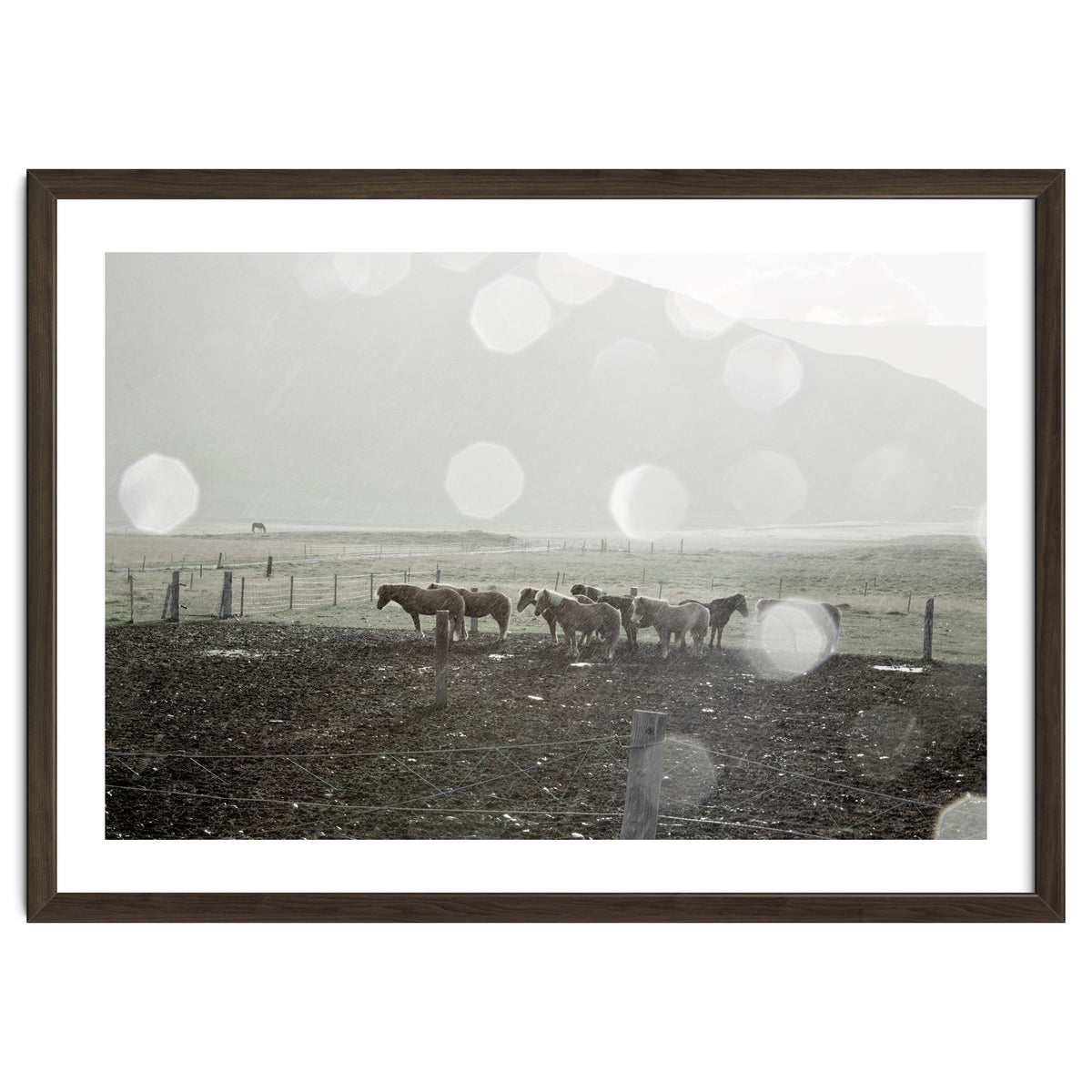Horses under the sun shower - Iceland
