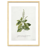 Georg Dionysius Ehret – Cinnamomum Illustration (1708–1770) thumbnail