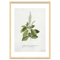 Georg Dionysius Ehret – Cinnamomum Illustration (1708–1770)