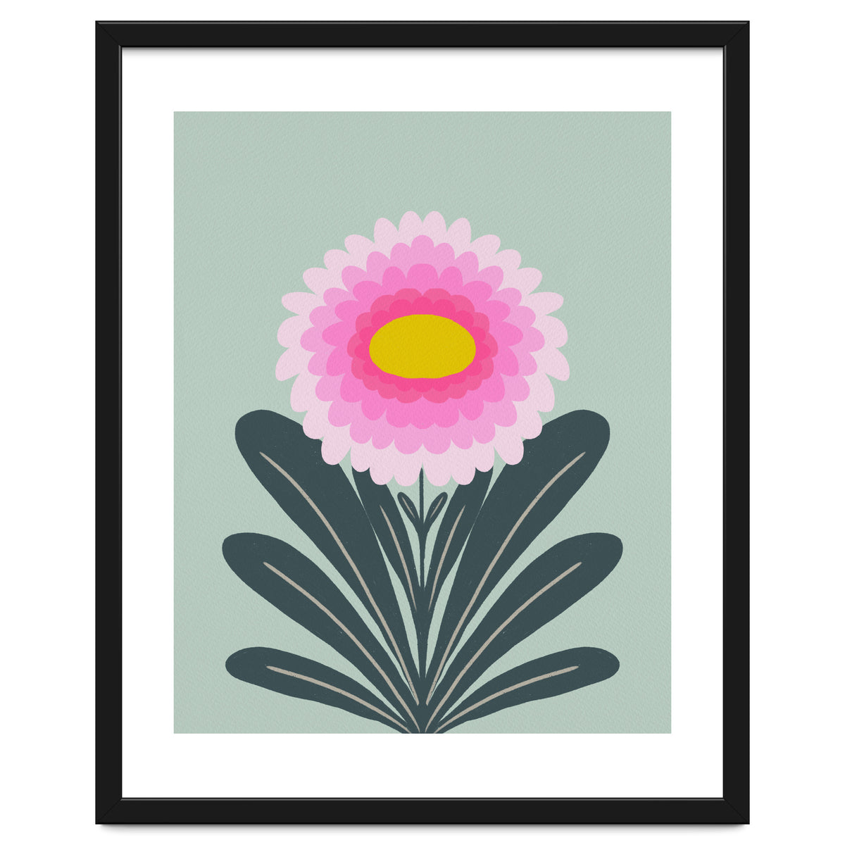 Chrysanthemum - turquoise and pink