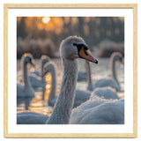 Close Up Of Swan With Water Droplets At Sunrise thumbnail