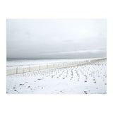 Winter grass in snow beach (Print Only) thumbnail