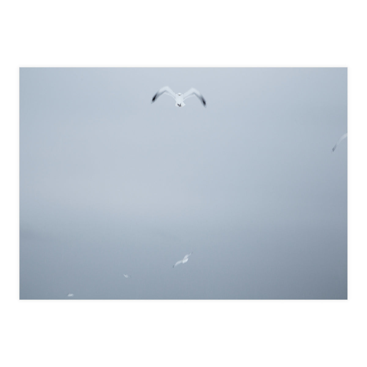 A flying seagull in the winter sky (Print Only)