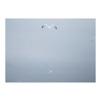 A flying seagull in the winter sky (Print Only)