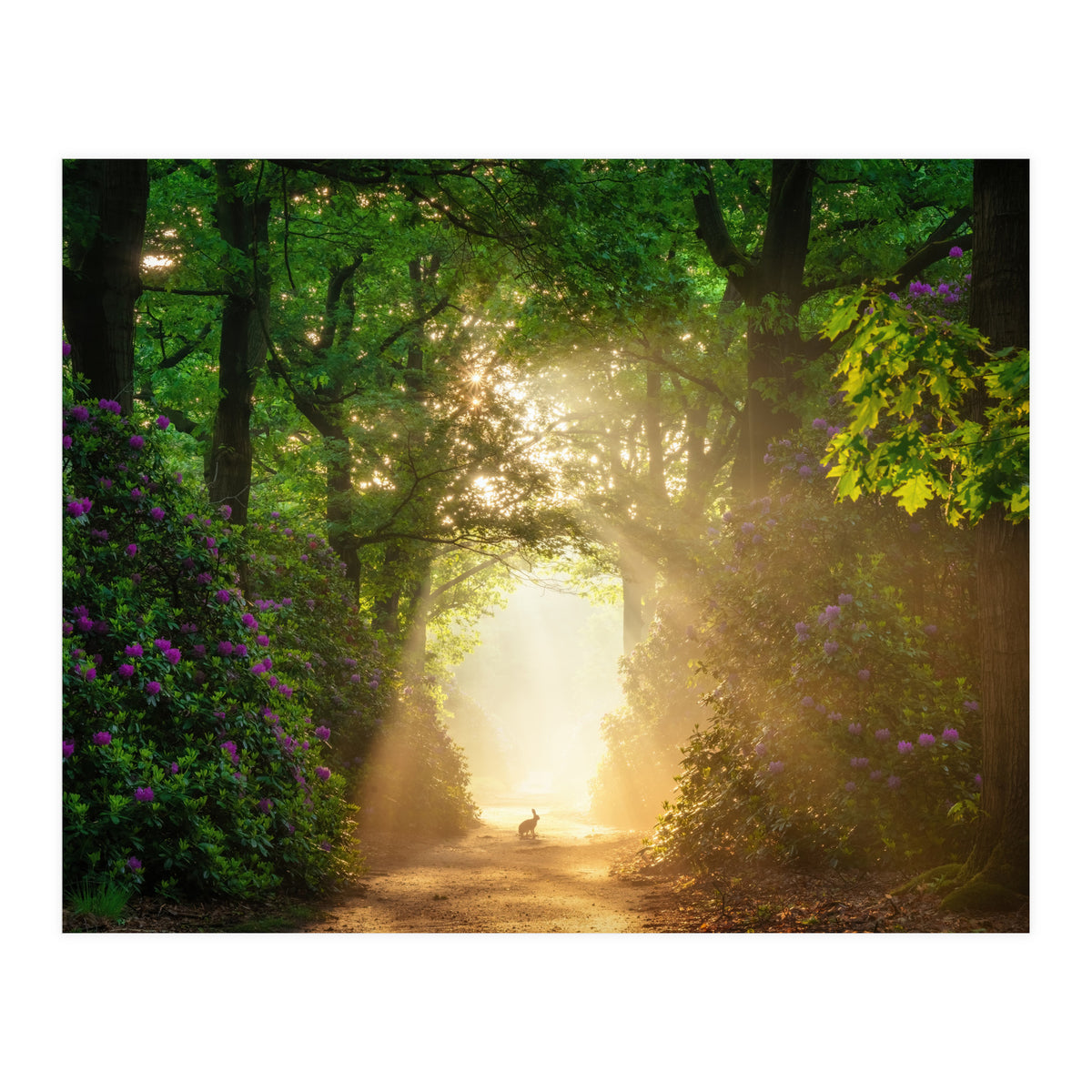 Hare in paradise (Print Only)