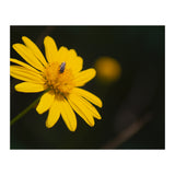 SUNFLOWER. (Print Only) thumbnail