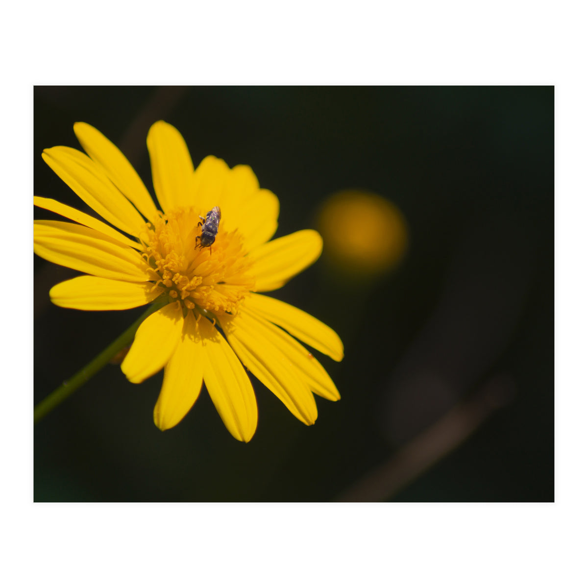 SUNFLOWER. (Print Only)