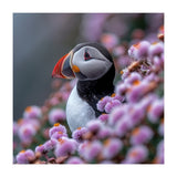 Atlantic Puffin Amidst Pink Heather Flowers (Print Only) thumbnail