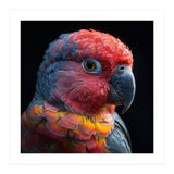 Close Up Parrot Face Red Blue Yellow Plumage (Print Only) thumbnail