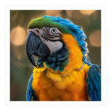 Blue And Gold Macaw Portrait Close Up (Print Only) thumbnail