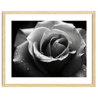 Ethereal Monochromatic Rose Petal Macro
