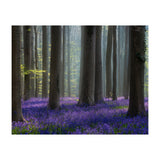 Bluebell forest (Print Only) thumbnail