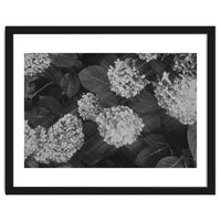 Hydrangeas | Black & White Landscape