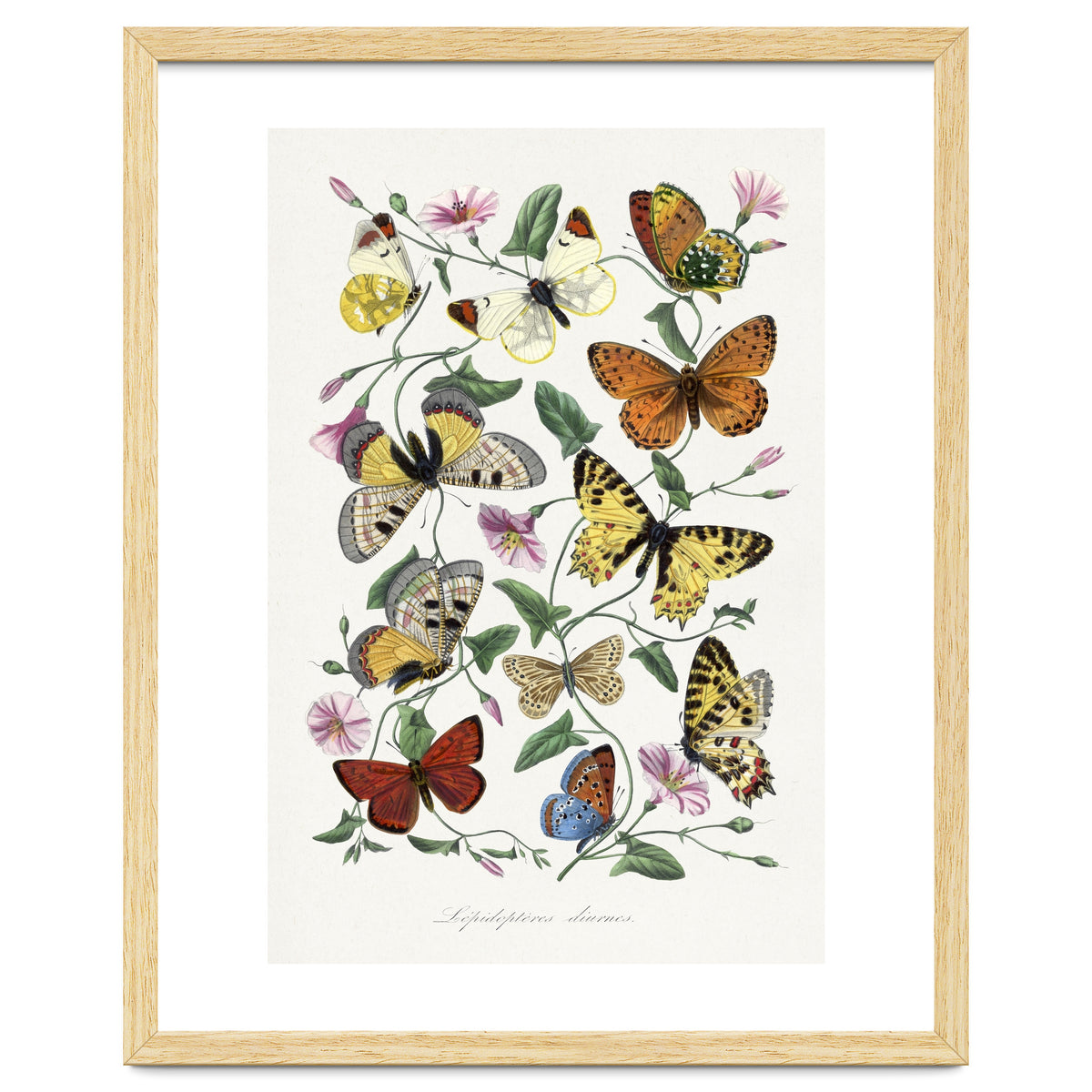 Paul Gervais – Butterfly and Moth Natural History Illustration (1842)