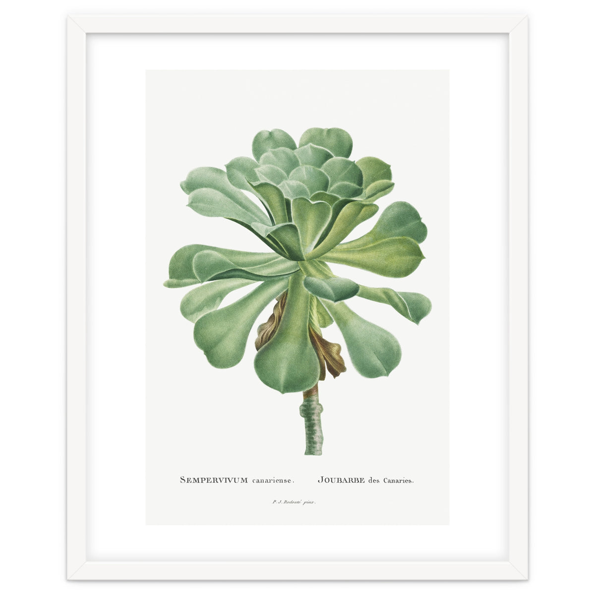 Pierre-Joseph Redouté – Sempervivum Canariense (1799)