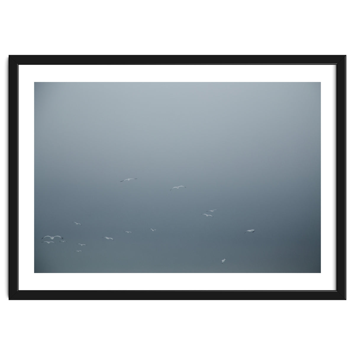 Flying Segulls in thet winter sky