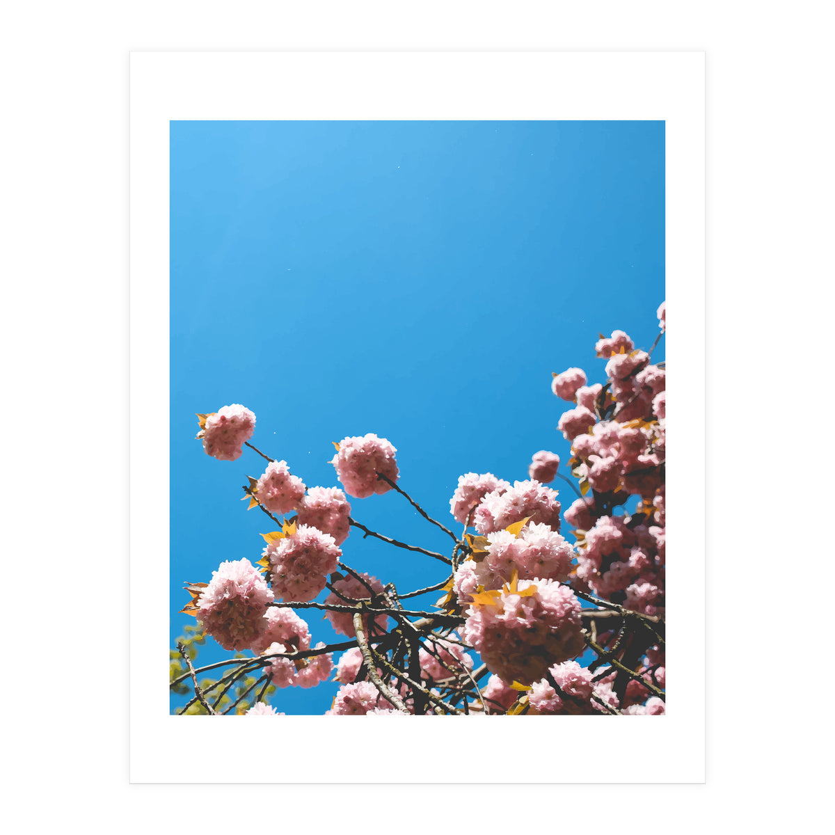 Pink Summer (Print Only)